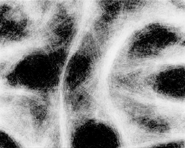 physarum.gif